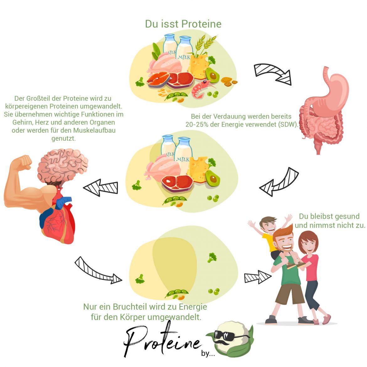 Wissenswertes: Proteine – blumencool.de